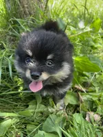 Annie, a female Pomeranian for sale in Dayton, OH – 2 of 5