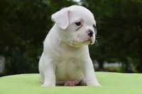 Milo, a male Boston Terrier for sale in Dayton, OH – 2 of 5