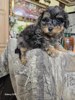 Lolita , a female Poodle - Toy  for sale in Dayton, OH – Photo 1 of 4