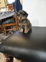 Lolita , a female Poodle - Toy  for sale in Dayton, OH – Photo 2 of 4