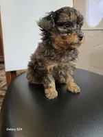 Lolita , a female Poodle - Toy  for sale in Dayton, OH – Photo 3 of 4