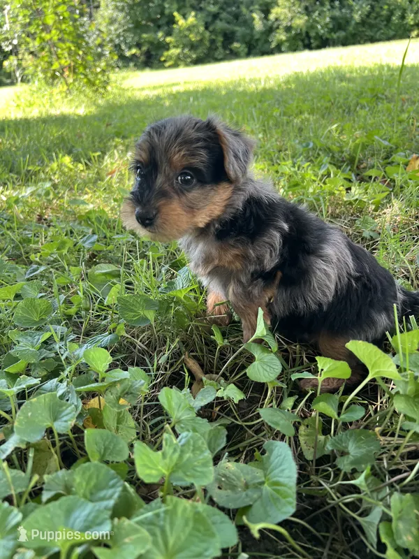 Riky – Yorkipoo puppy for sale in Dayton, OH