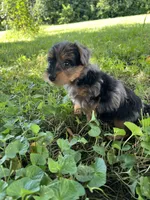 Riky, a male Yorkipoo for sale in Dayton, OH – 4 of 4