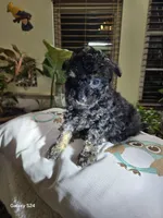 Tomas, a male Poodle - Toy  for sale in Dayton, OH – Photo 2 of 8