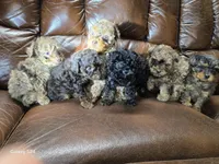 Tomas, a male Poodle - Toy  for sale in Dayton, OH – Photo 8 of 8