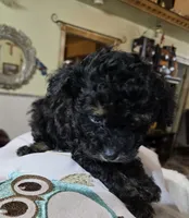 Tomas, a male Poodle - Toy  for sale in Dayton, OH – Photo 7 of 8