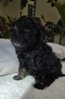 Tomas, a male Poodle - Toy  for sale in Dayton, OH – Photo 6 of 8