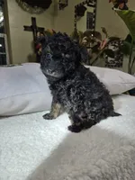 Tomas, a male Poodle - Toy  for sale in Dayton, OH – Photo 3 of 8