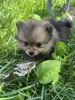 Kory, a male Pomeranian for sale in Dayton, OH – 3 of 4