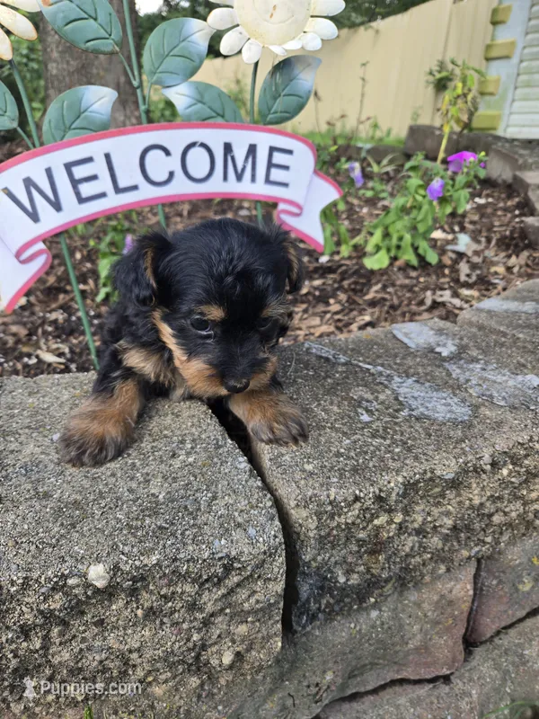 Mia – Yorkipoo puppy for sale in Dayton, OH