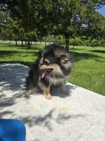 Lia , a female Pomeranian for sale in Dayton, OH – 6 of 8