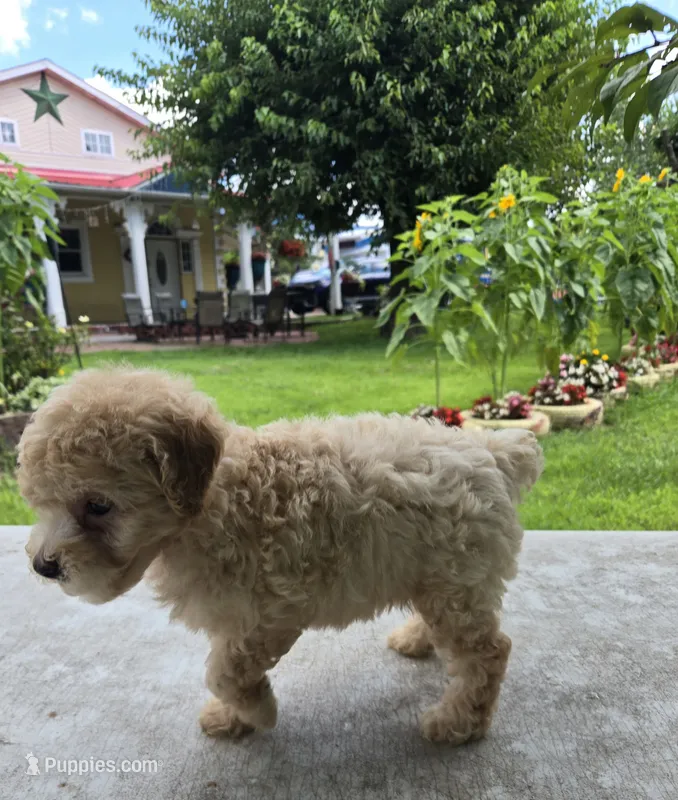 Ricky  – Poodle - Toy  puppy for sale in Dayton, OH