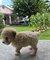 Ricky , a male Poodle - Toy  for sale in Dayton, OH – 2 of 6