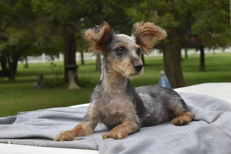  Riky – Yorkipoo puppy for sale in Dayton, OH