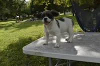 Zoey blue fluffy, a female Boston Terrier and French Bulldog for sale in Dayton, OH – 3 of 5