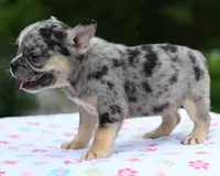 Cindy, a female Boston Terrier and French Bulldog for sale in Dayton, OH – 3 of 10