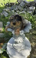 Karla, a female Yorkipoo for sale in Dayton, OH – 5 of 8