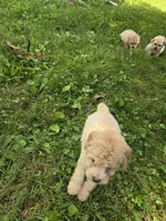 Cody, a male Poodle - Toy  for sale in Dayton, OH – 5 of 5