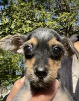 Tiny , a female Yorkshire Terrier and Poodle - Toy  for sale in Dayton, OH – 6 of 9