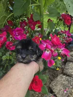 Chita, a female Yorkipoo for sale in Dayton, OH – 4 of 7
