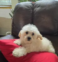 Pamela toypoodle , a female Poodle - Toy  for sale in Dayton, OH – 2 of 6