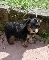 Molli, a female Yorkipoo and Poodle - Toy  for sale in Dayton, OH – 4 of 4