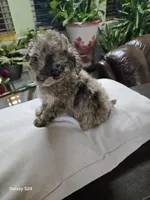 processed/1cede1c4-b763-4758-bc91-0a57e22ca920/listing/f56282e0-a9b1-4294-a059-94beddeb46e0/cb35b797-1ceb-4abe-bcf6-c0ace1a4cb5c