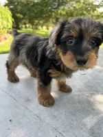 Riky, a male Yorkipoo for sale in Dayton, OH – 3 of 4