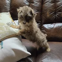 Marko. Registrable   to Akc, a male Poodle - Toy  for sale in Dayton, OH – Photo 4 of 5