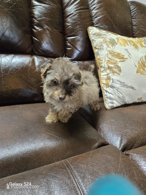 Felix Akc registration 