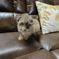 Marko. Registrable   to Akc, a male Poodle - Toy  for sale in Dayton, OH – Photo 1 of 5