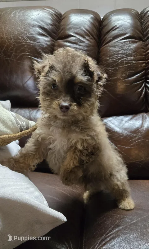 Felix Akc registration 