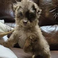 Marko. Registrable   to Akc, a male Poodle - Toy  for sale in Dayton, OH – Photo 2 of 5