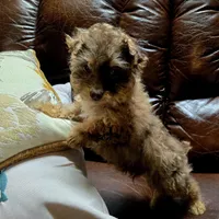 Marko. Registrable   to Akc, a male Poodle - Toy  for sale in Dayton, OH – Photo 3 of 5