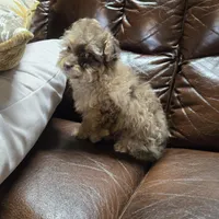 Marko. Registrable   to Akc, a male Poodle - Toy  for sale in Dayton, OH – Photo 5 of 5