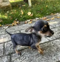 Tiny , a female Yorkshire Terrier and Poodle - Toy  for sale in Dayton, OH – 4 of 9