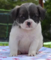 Zoey blue fluffy, a female Boston Terrier and French Bulldog for sale in Dayton, OH – 8 of 9
