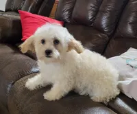 Pamela toypoodle , a female Poodle - Toy  for sale in Dayton, OH – 4 of 6