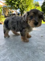 Karla, a female Yorkipoo for sale in Dayton, OH – 3 of 8