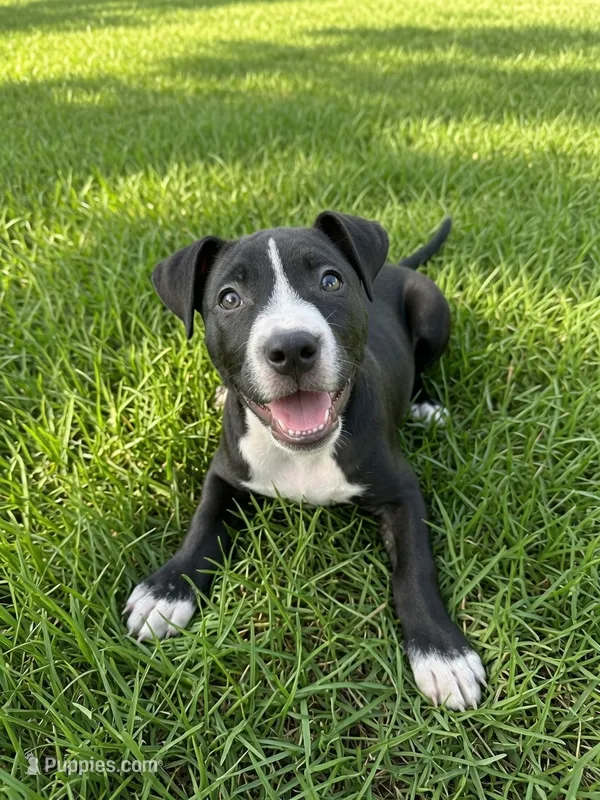 Hunny  – American Pit Bull Terrier puppy for sale in New Braunfels, TX