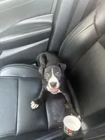 Hunny , a female American Pit Bull Terrier for sale in New Braunfels, TX – 2 of 2