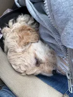 Kiara, a female Maltipoo for sale in Perris, CA – 6 of 8
