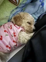 Kiara, a female Maltipoo for sale in Perris, CA – 5 of 8
