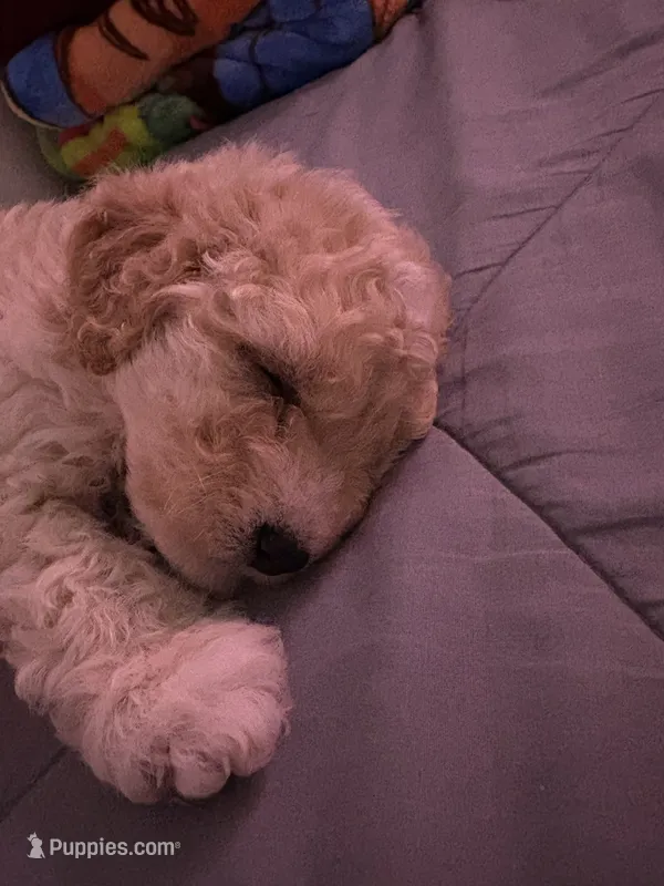 Kiara – Maltipoo puppy for sale in Perris, CA