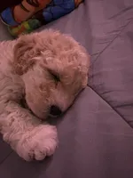 Kiara, a female Maltipoo for sale in Perris, CA – 1 of 8