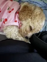 Kiara, a female Maltipoo for sale in Perris, CA – 7 of 8