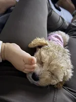 Kiara, a female Maltipoo for sale in Perris, CA – 4 of 8