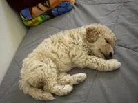 Kiara, a female Maltipoo for sale in Perris, CA – 2 of 8