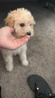 Kiara, a female Maltipoo for sale in Perris, CA – 8 of 8