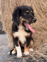 Red collar , a male Miniature Australian Shepherd for sale in Hilliard, FL – 2 of 10